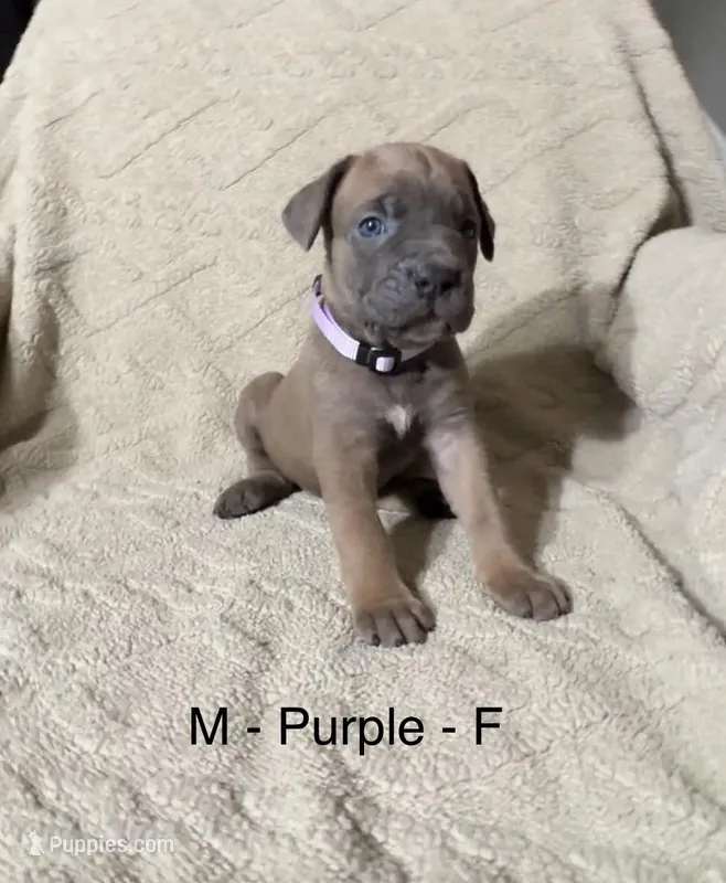 Purple – Cane Corso puppy for sale in Newfield, NJ
