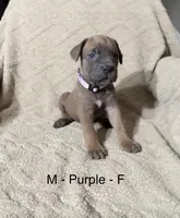 Purple, a female Cane Corso for sale in Newfield, NJ – Photo 1 of 3