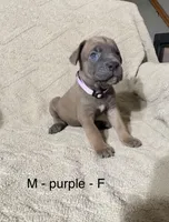 Purple, a female Cane Corso for sale in Newfield, NJ – Photo 2 of 3