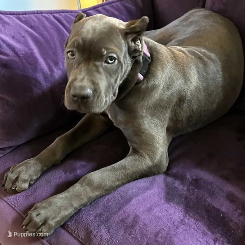 Red – Cane Corso puppy for sale in Newfield, NJ