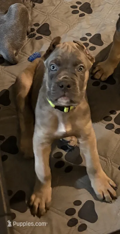 Lime Green – Cane Corso puppy for sale in Newfield, NJ