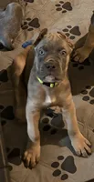 Lime Green, a male Cane Corso for sale in Newfield, NJ – 1 of 6