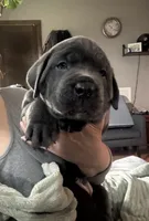 Blue, a male Cane Corso for sale in Newfield, NJ – 3 of 6