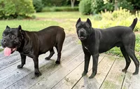 Formentino, a female Cane Corso for sale in Newfield, NJ – 5 of 5