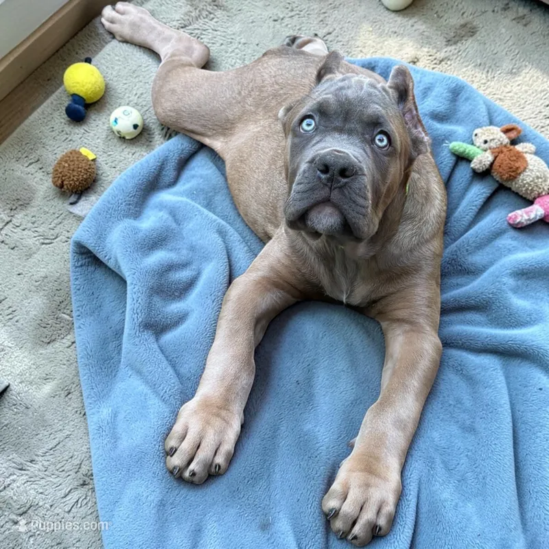 Lime Green – Cane Corso puppy for sale in Newfield, NJ