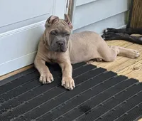 Green, a male Cane Corso for sale in Newfield, NJ – 4 of 6
