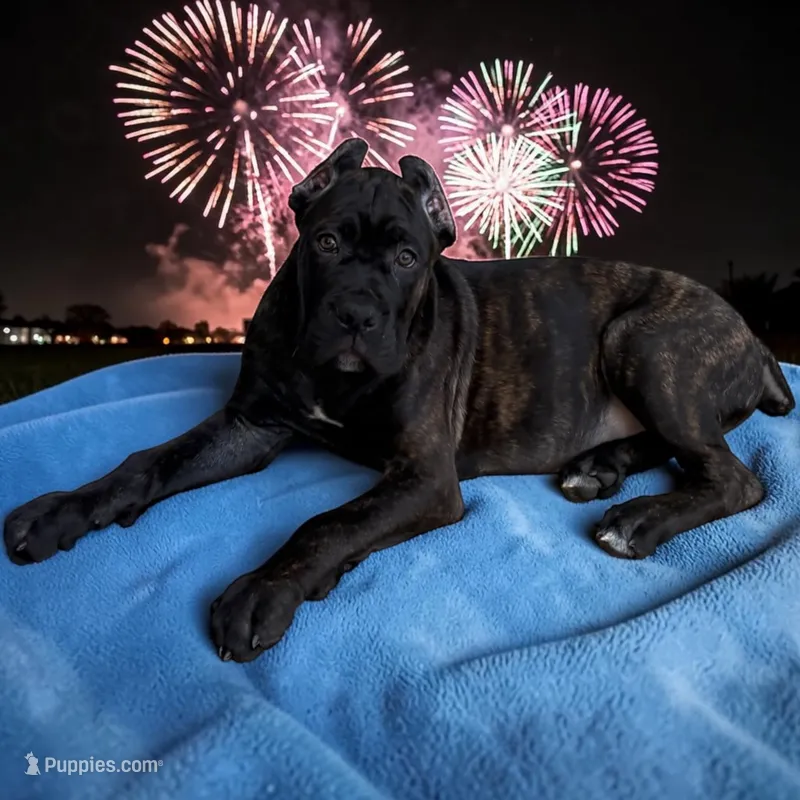 Blue & White – Cane Corso puppy for sale in Newfield, NJ