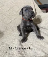 Orange, a female Cane Corso for sale in Newfield, NJ – Photo 2 of 3