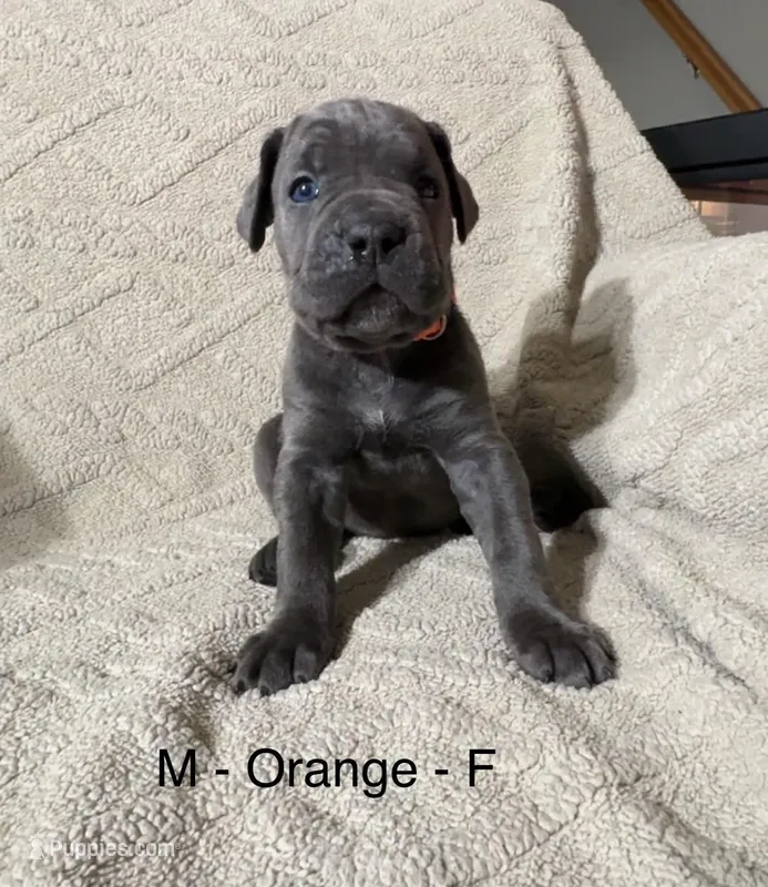 Orange – Cane Corso puppy for sale in Newfield, NJ