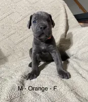 Orange, a female Cane Corso for sale in Newfield, NJ – Photo 1 of 3