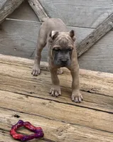Green, a male Cane Corso for sale in Newfield, NJ – 3 of 6