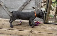 Orange, a female Cane Corso for sale in Newfield, NJ – 5 of 9