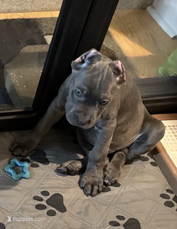 Black – Cane Corso puppy for sale in Newfield, NJ