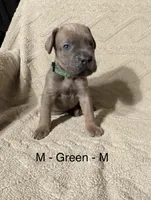 Green, a male Cane Corso for sale in Newfield, NJ – Photo 2 of 3