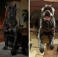 Green, a male Cane Corso for sale in Newfield, NJ – Photo 3 of 3