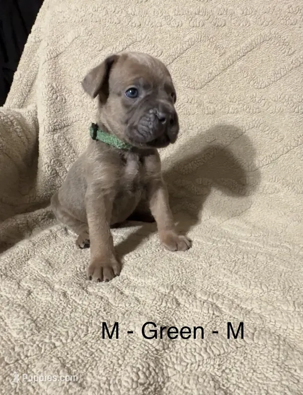 Green – Cane Corso puppy for sale in Newfield, NJ