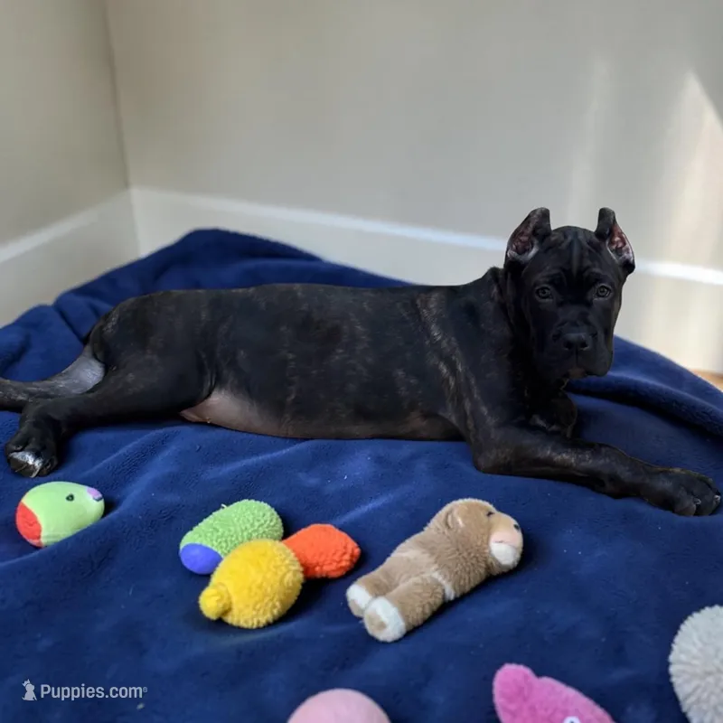 Blue & White – Cane Corso puppy for sale in Newfield, NJ