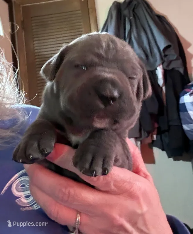 Red – Cane Corso puppy for sale in Newfield, NJ