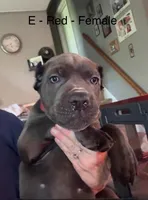 Red, a female Cane Corso for sale in Newfield, NJ – 6 of 6