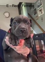 Red, a female Cane Corso for sale in Newfield, NJ – 5 of 6