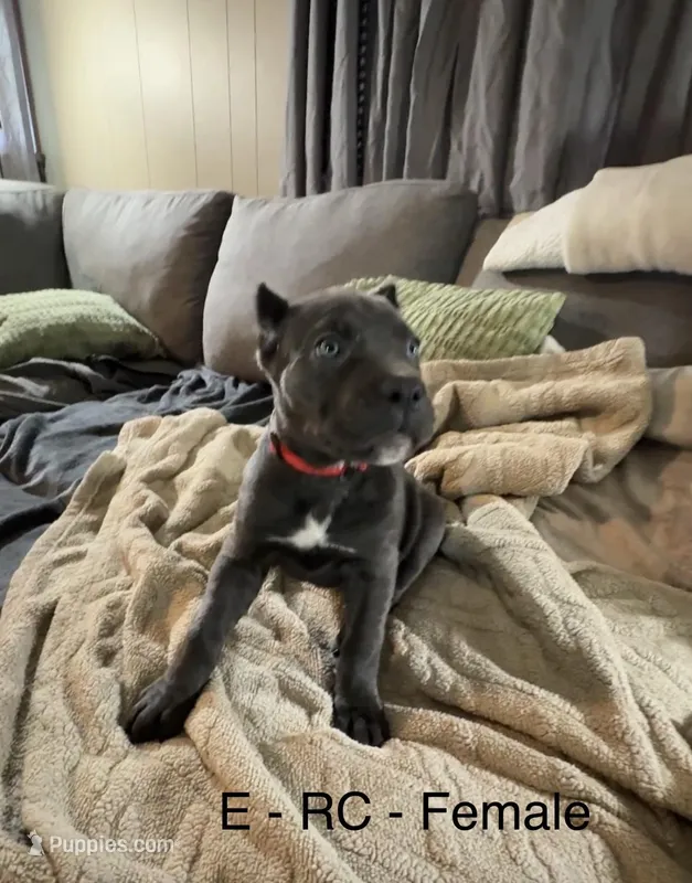 Red – Cane Corso puppy for sale in Newfield, NJ