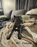 Red, a female Cane Corso for sale in Newfield, NJ – 3 of 6