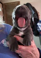 Red, a female Cane Corso for sale in Newfield, NJ – Photo 4 of 5