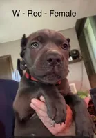 Red, a female Cane Corso for sale in Newfield, NJ – 2 of 6