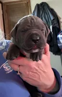 Red, a female Cane Corso for sale in Newfield, NJ – Photo 3 of 5