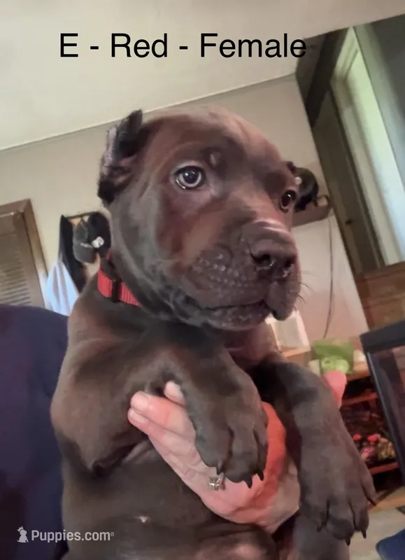Red – Cane Corso puppy for sale in Newfield, NJ