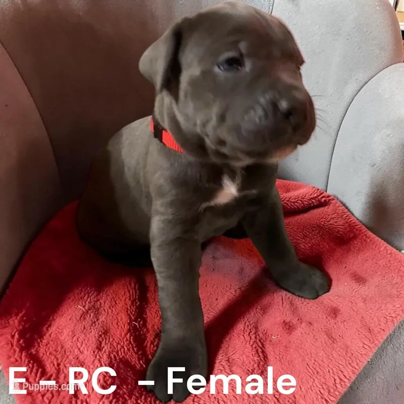 Red – Cane Corso puppy for sale in Newfield, NJ
