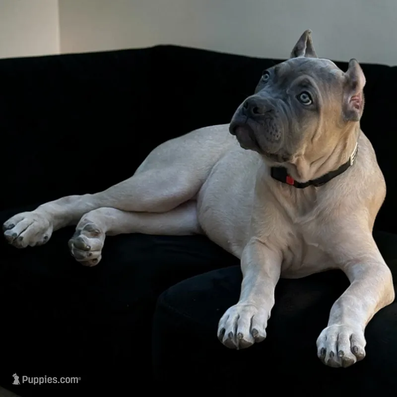 Yellow – Cane Corso puppy for sale in Newfield, NJ