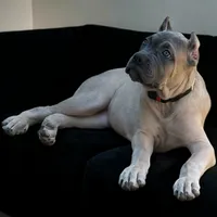 Black, a female Cane Corso for sale in Newfield, NJ – 1 of 5