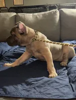 Formentino, a female Cane Corso for sale in Newfield, NJ – 4 of 7