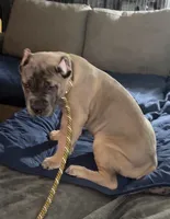 Formentino, a female Cane Corso for sale in Newfield, NJ – 3 of 7