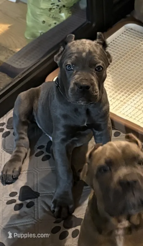 Cream – Cane Corso puppy for sale in Newfield, NJ