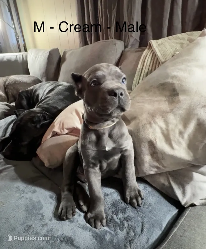 Cream – Cane Corso puppy for sale in Newfield, NJ