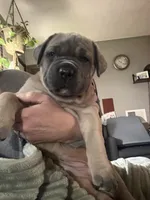 Formentino, a female Cane Corso for sale in Newfield, NJ – 2 of 5