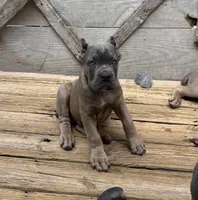Lime Green, a male Cane Corso for sale in Newfield, NJ – 3 of 6