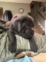 Blue, a male Cane Corso for sale in Newfield, NJ – 5 of 6