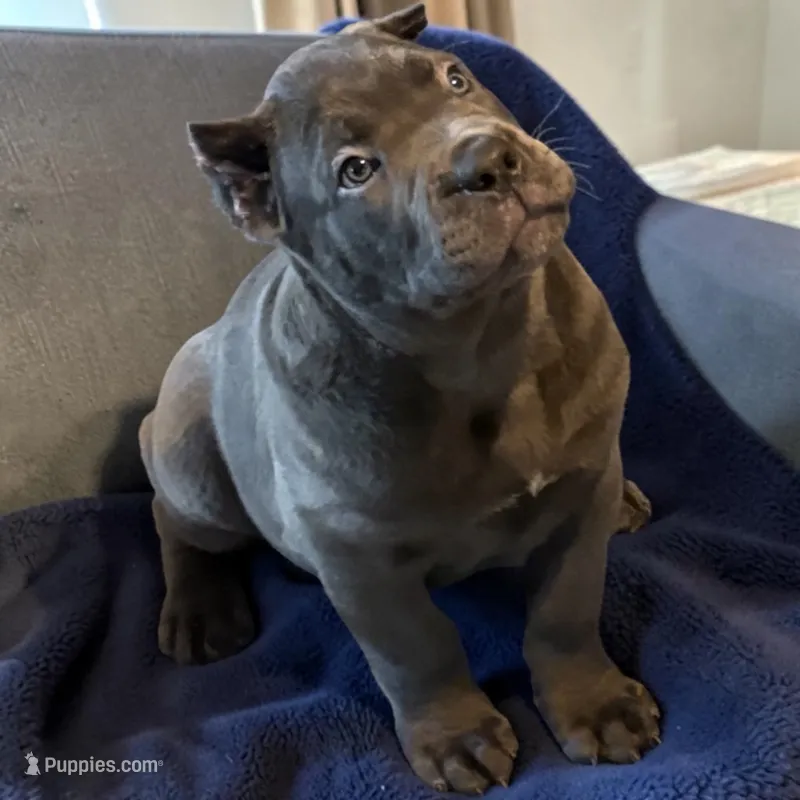 Blue – Cane Corso puppy for sale in Newfield, NJ