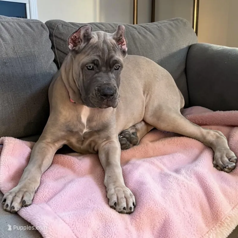 Purple – Cane Corso puppy for sale in Newfield, NJ