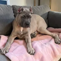Purple, a female Cane Corso for sale in Newfield, NJ – 1 of 7