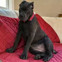 Red, a female Cane Corso for sale in Newfield, NJ – 1 of 6