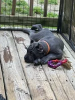 Orange, a female Cane Corso for sale in Newfield, NJ – 9 of 9