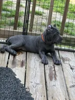 Orange, a female Cane Corso for sale in Newfield, NJ – 6 of 9