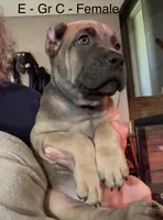 Gray, a female Cane Corso for sale in Newfield, NJ – 6 of 8