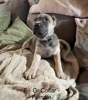 Gray, a female Cane Corso for sale in Newfield, NJ – 2 of 8