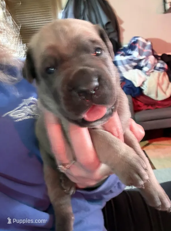 Gray, a female Cane Corso for sale in Newfield, NJ – Photo 1 of 6