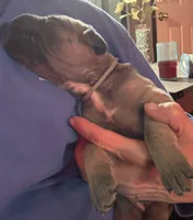 Gray, a female Cane Corso for sale in Newfield, NJ – Photo 3 of 6